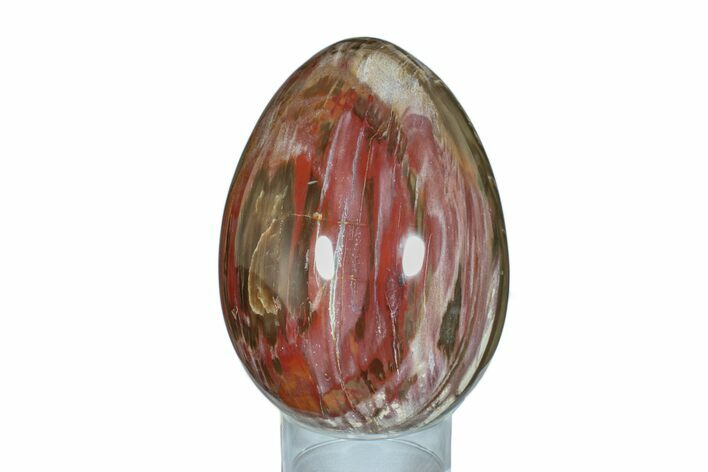 Colorful, Polished Petrified Wood Egg - Madagascar #172534